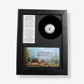 Life Before Dinosaurs ~ Permian Era Fossil