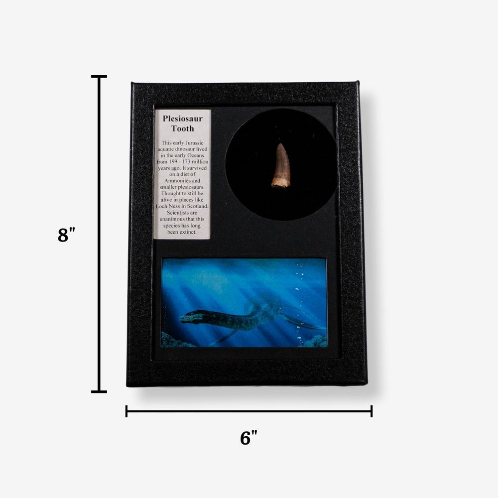 Plesiosaur Tooth Display