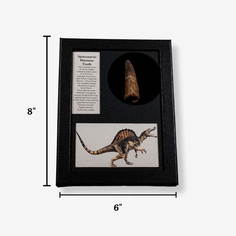 Spinosaurus Tooth Display