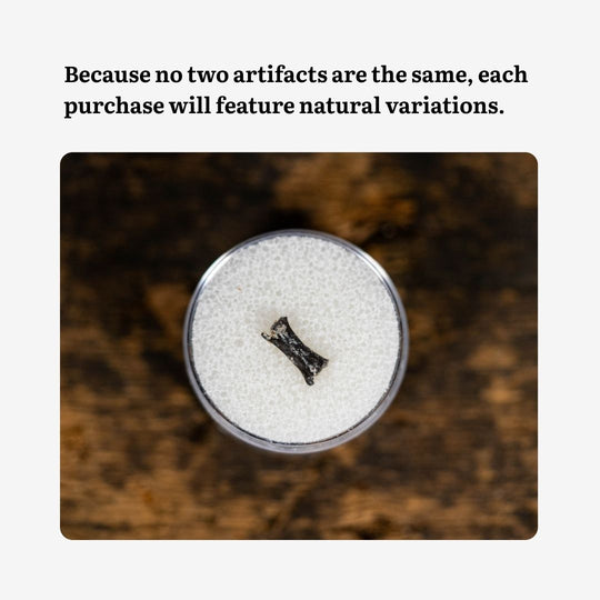 Life Before Dinosaurs ~ Permian Era Fossil