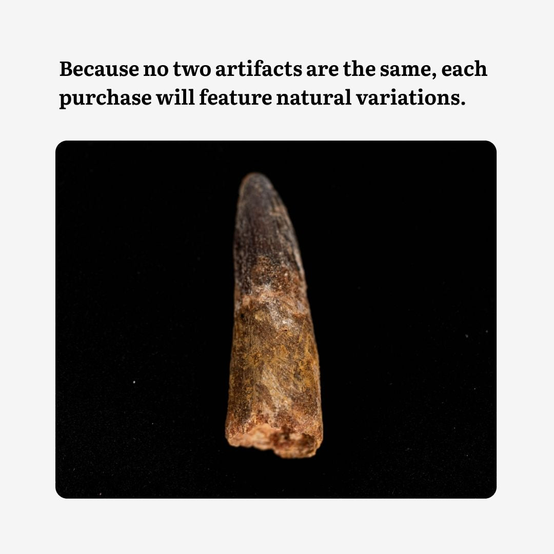 Spinosaurus Tooth Display