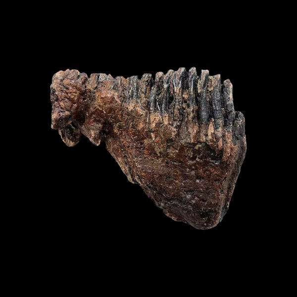 Fossil Mammoth Tooth