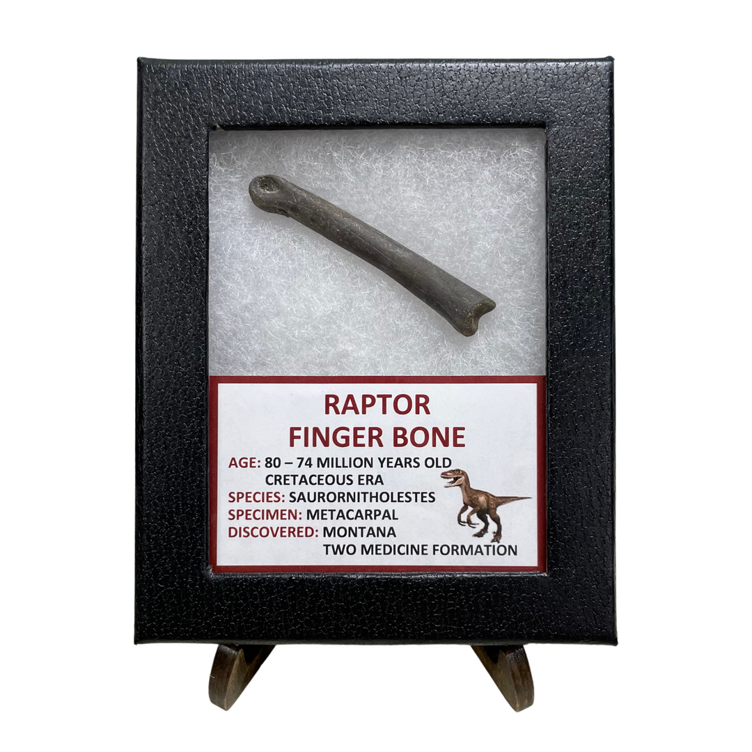 Raptor Finger Bone – The Smoky Mountain Relic Room