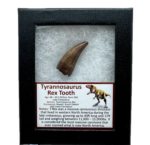 Tyrannosaur Rex Tooth