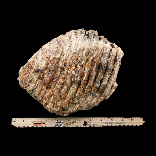 Fossil Mammoth Tooth