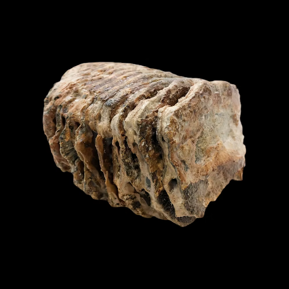 Fossil Mammoth Tooth