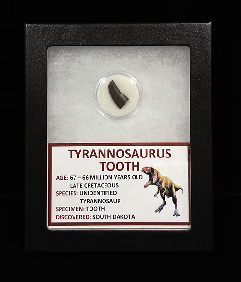 Tyrannosaur Tooth