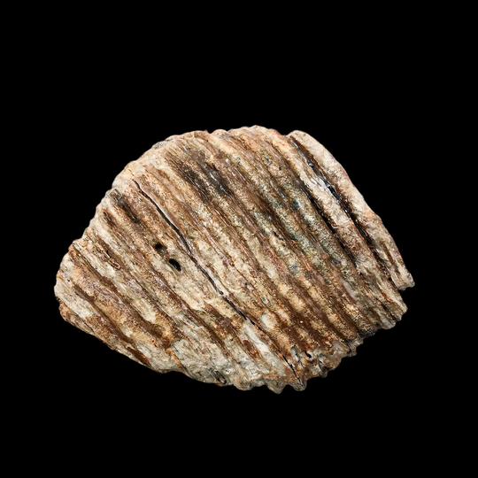 Fossil Mammoth Tooth