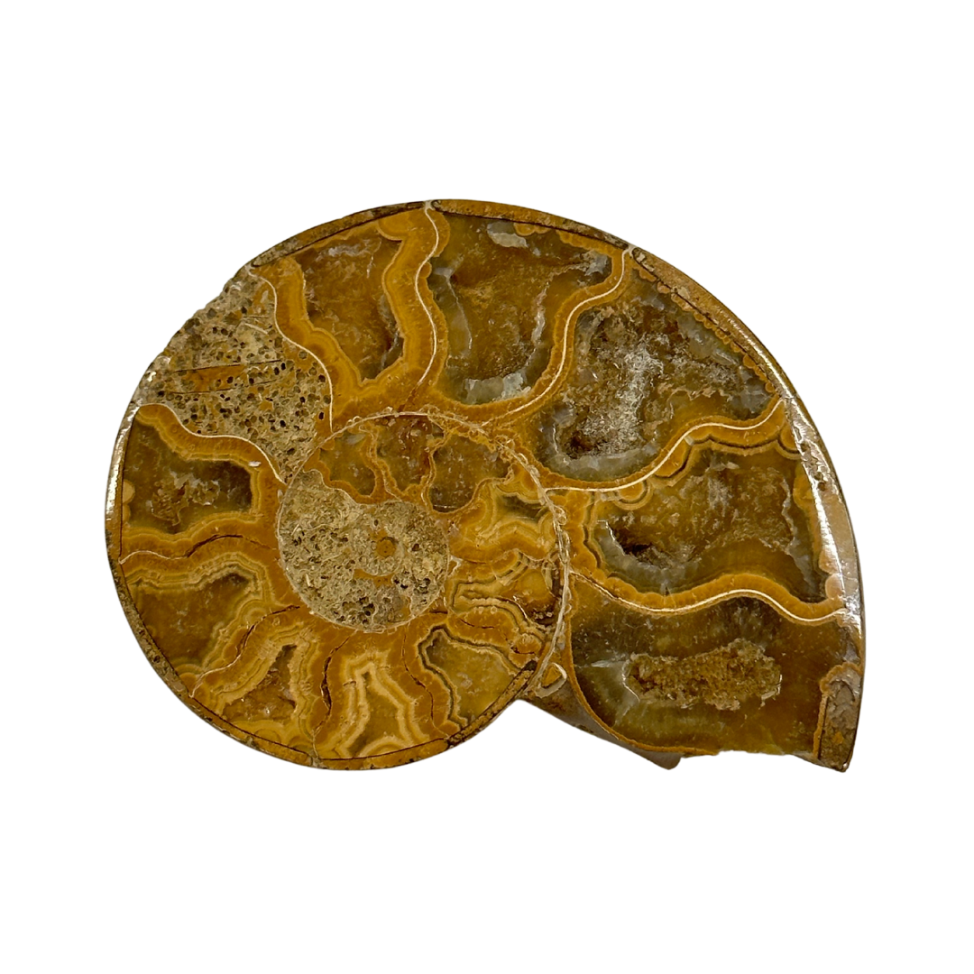 1st Tulear Ammonite