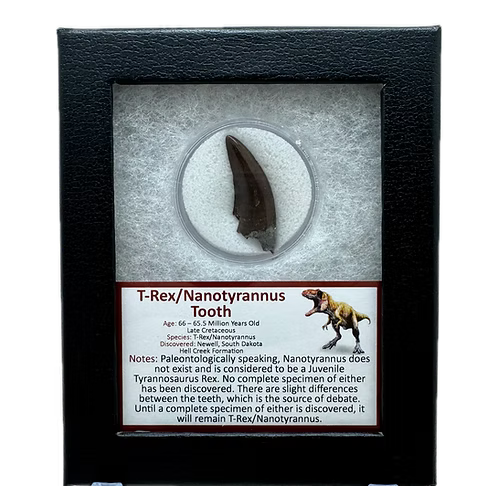 T-Rex/Nanotyrannus Tooth