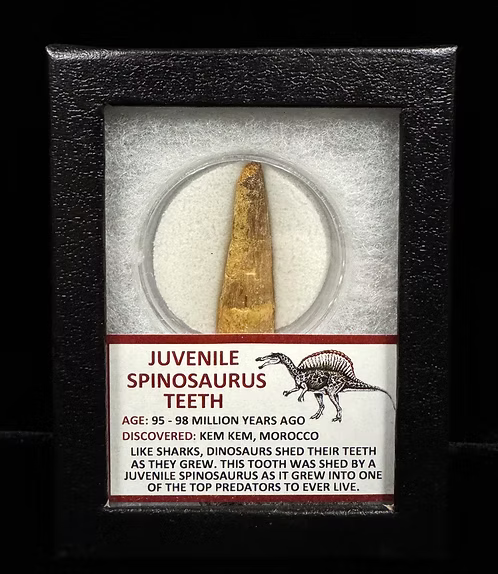 Juvenile Spinosaurus Teeth