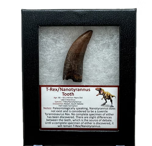 T-Rex/Nanotyrannus Tooth