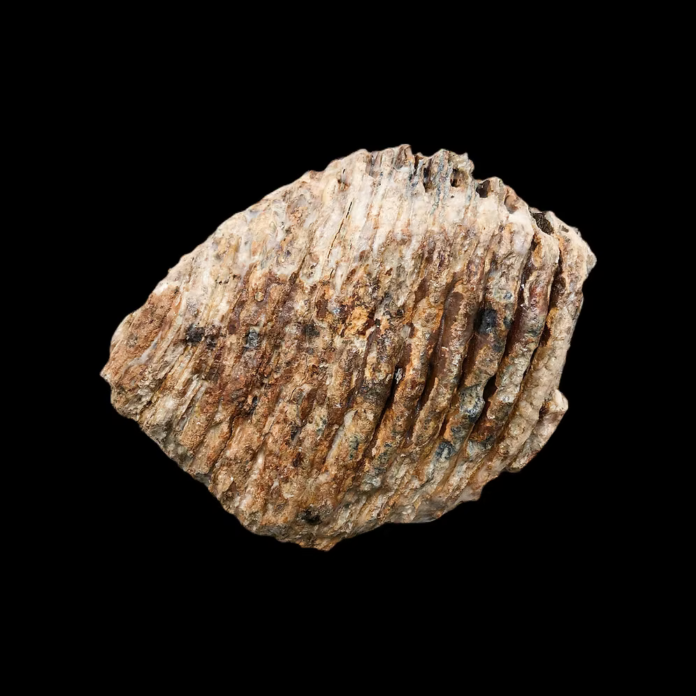 Fossil Mammoth Tooth