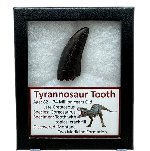 Tyrannosaur Tooth